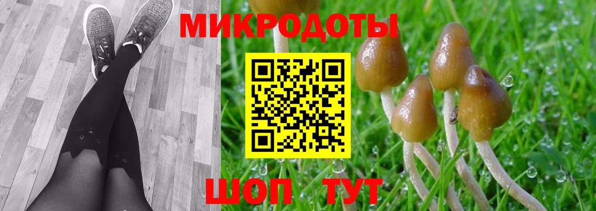 Галлюциногенные грибы Psilocybe Десногорск